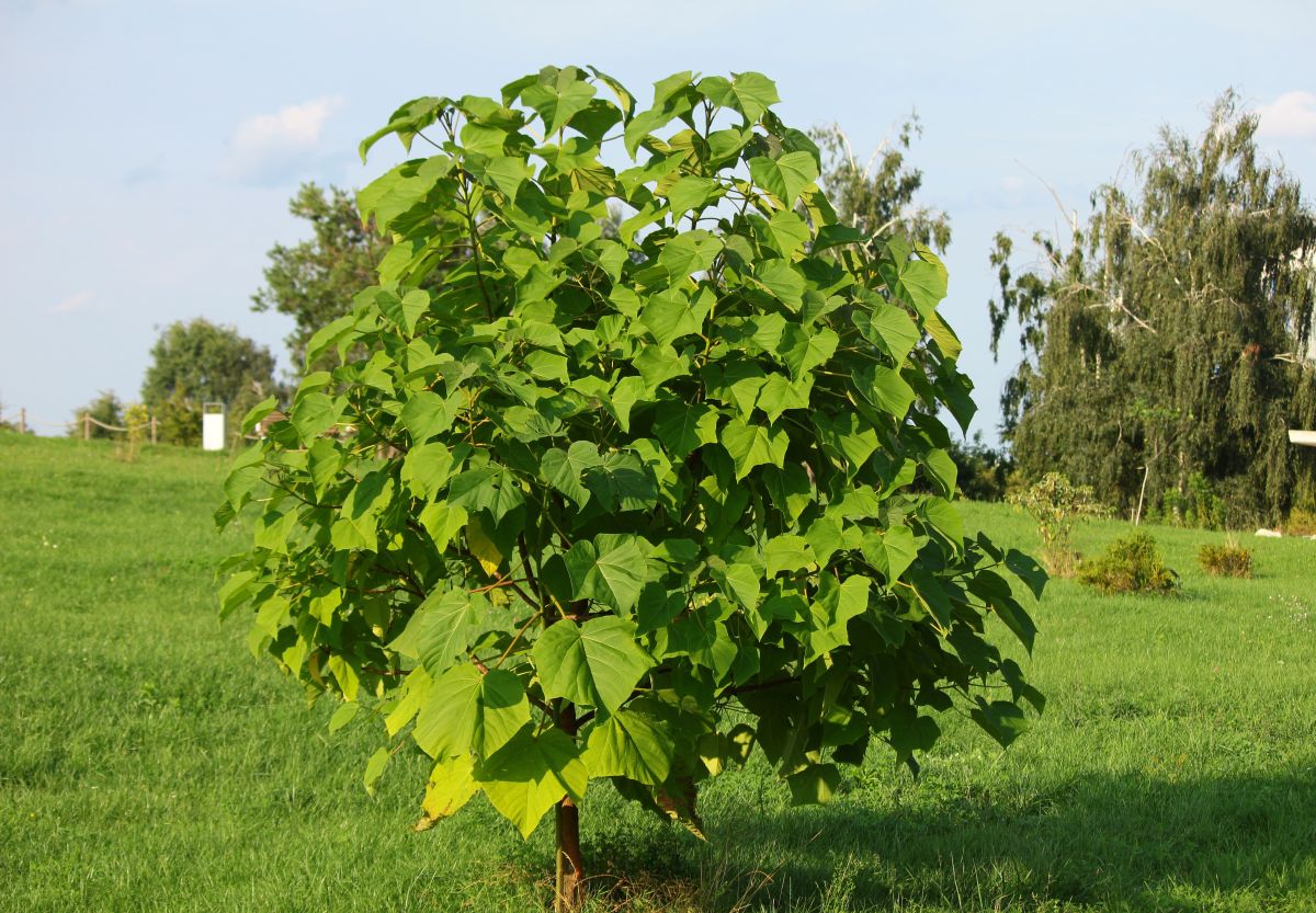 Paulownia, zwana inaczej drzewem tlenowym. 