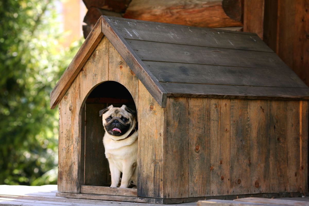 Budę dla psa możesz zabezpieczyć Impregnatem Ochronno-Dekoracyjnym Powłokotwórczym VIDARON