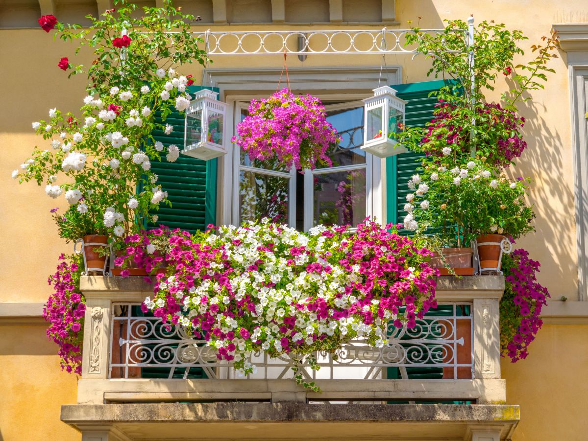 Ukwiecony balkon z różą pnącą w roli głównej. 